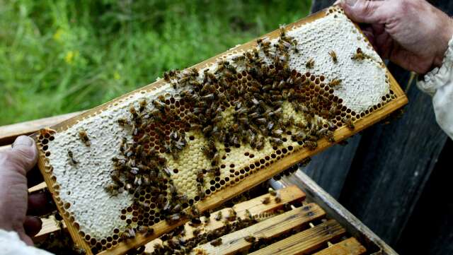 För en miljon kronor sålde biodlaren i Vänersborg sålde 20 ton honung under förespegling att den var svensk. Men den var importerad från Kina.