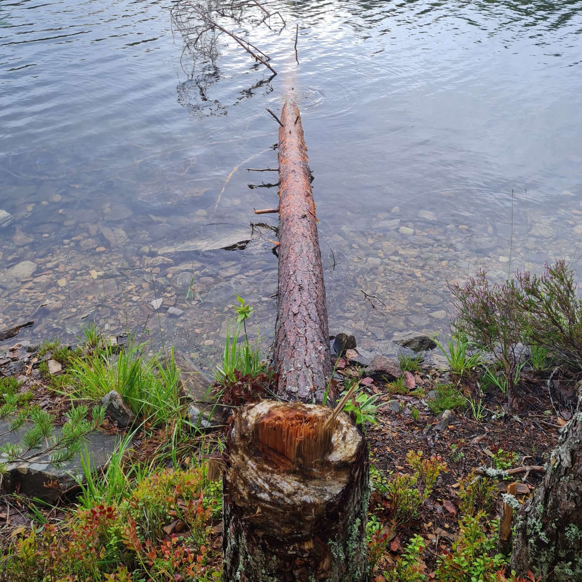 Reservatskötarna har sett flera exempel på hur besökare huggit ner träd i Natura 2000-området Dammarna. 