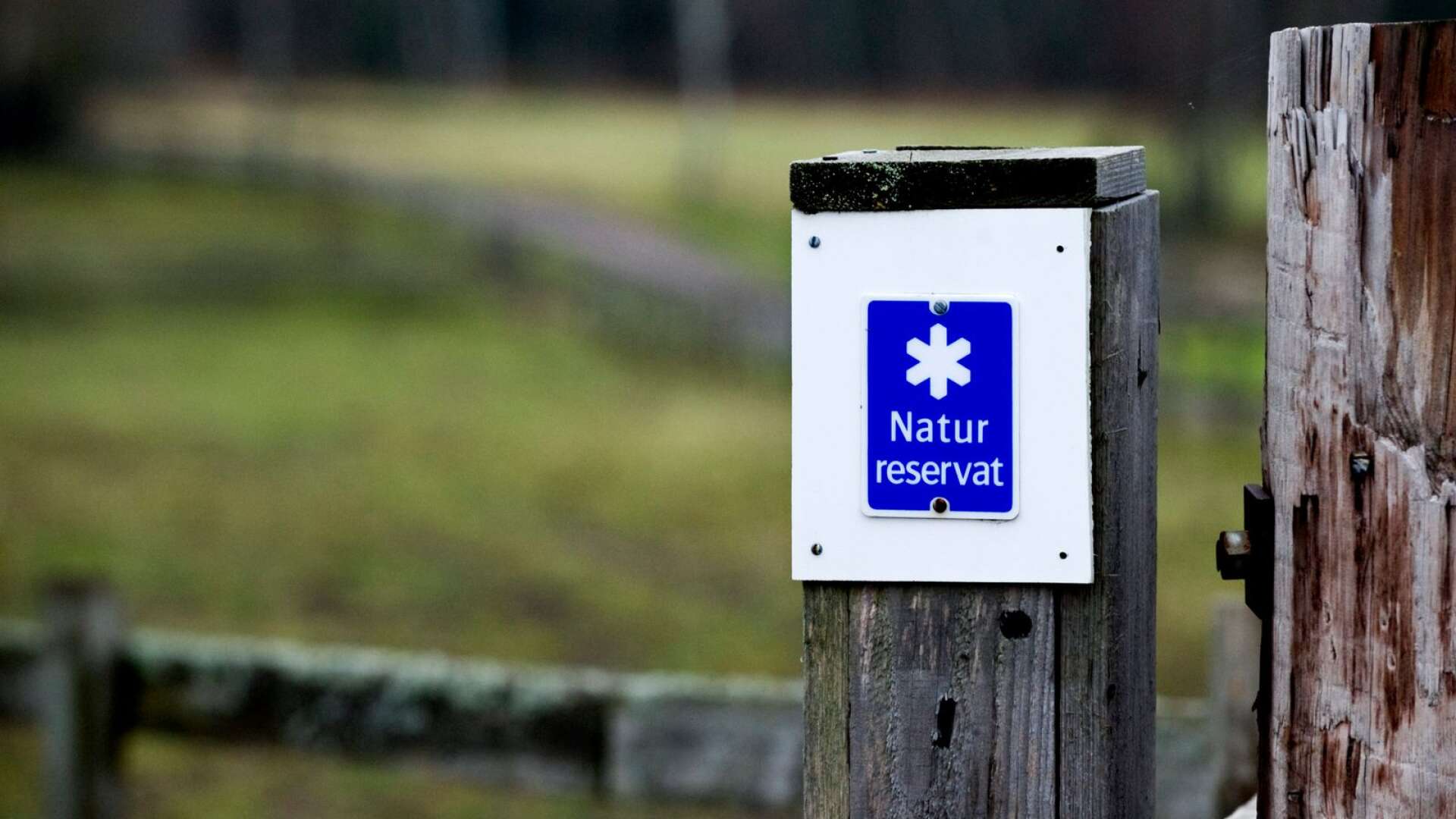 Stormossen i Visnum har ett rikt fågelliv och en unik flora. Därför vill länsstyrelsen skapa ett nytt naturreservat.