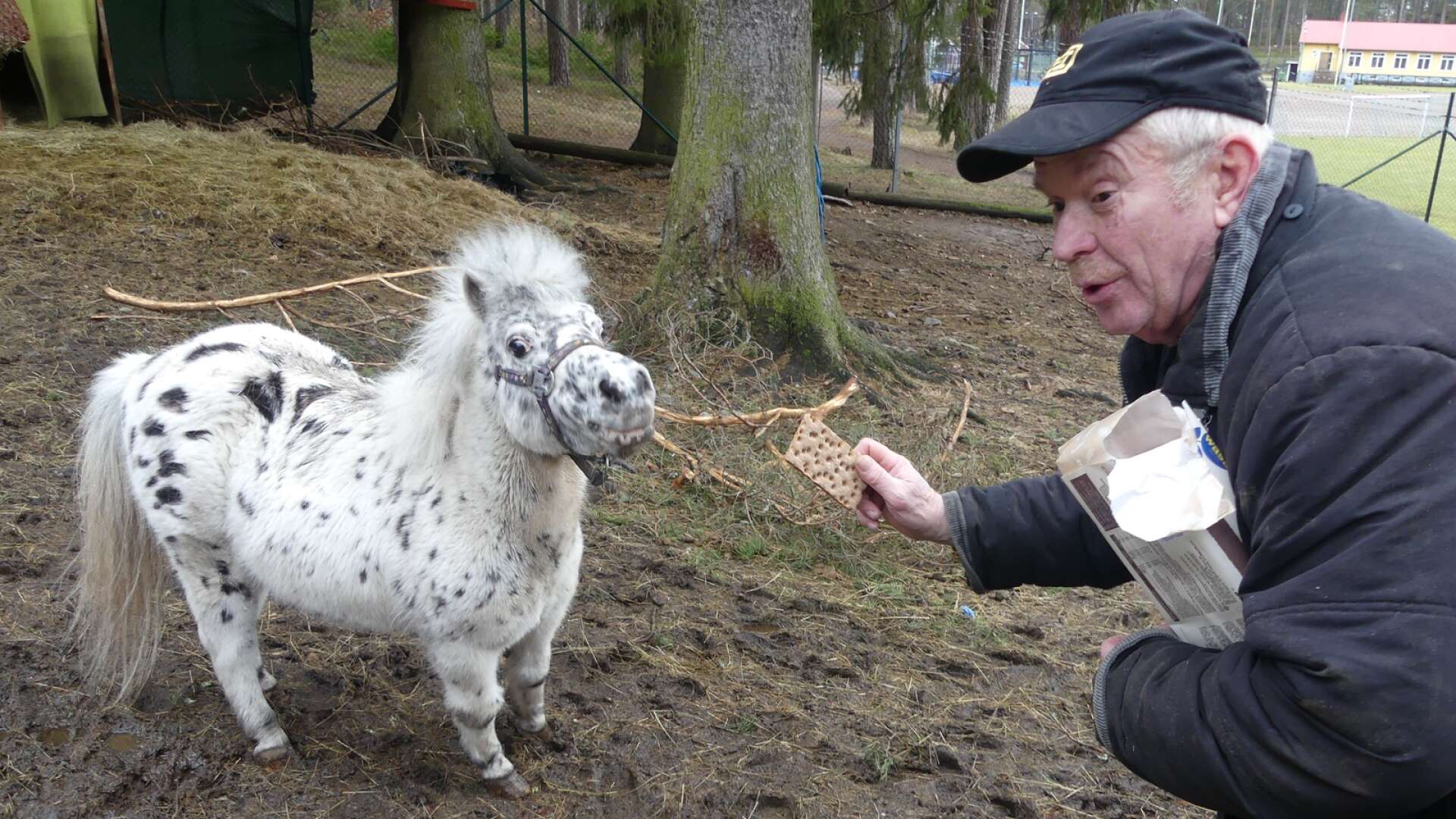 För tredje året i rad gick överskottet från försäljningen av Åmåls julkalender till Åmåls djurpark. Parkföreståndaren Rickard Karlsson blev paff när han fick höra summan. Här ger Karlsson minihästen Barbie en godsak.