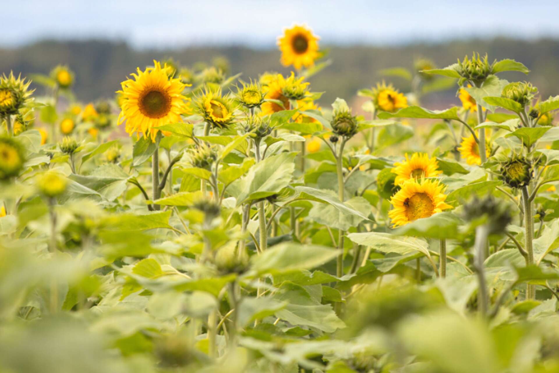 Tio lantbrukar i Västsverige får chansen att vara med i ett nytt projekt som handlar om att odla solrosor.