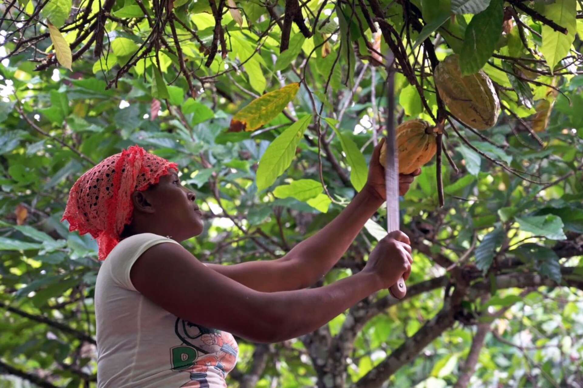 I Västafrika tjänar många kakaoodlare bara en dryg tredjedel av den inkomst de behöver för att kunna uppnå en tillfredsställande levnadsstandard, skriver Isabella Persson med flera.