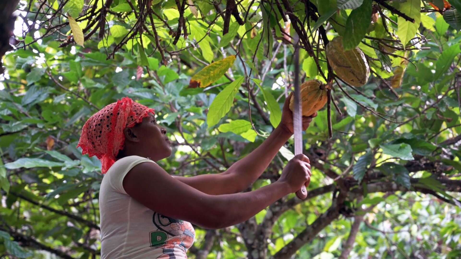 I Västafrika tjänar många kakaoodlare bara en dryg tredjedel av den inkomst de behöver för att kunna uppnå en tillfredsställande levnadsstandard, skriver Isabella Persson med flera.