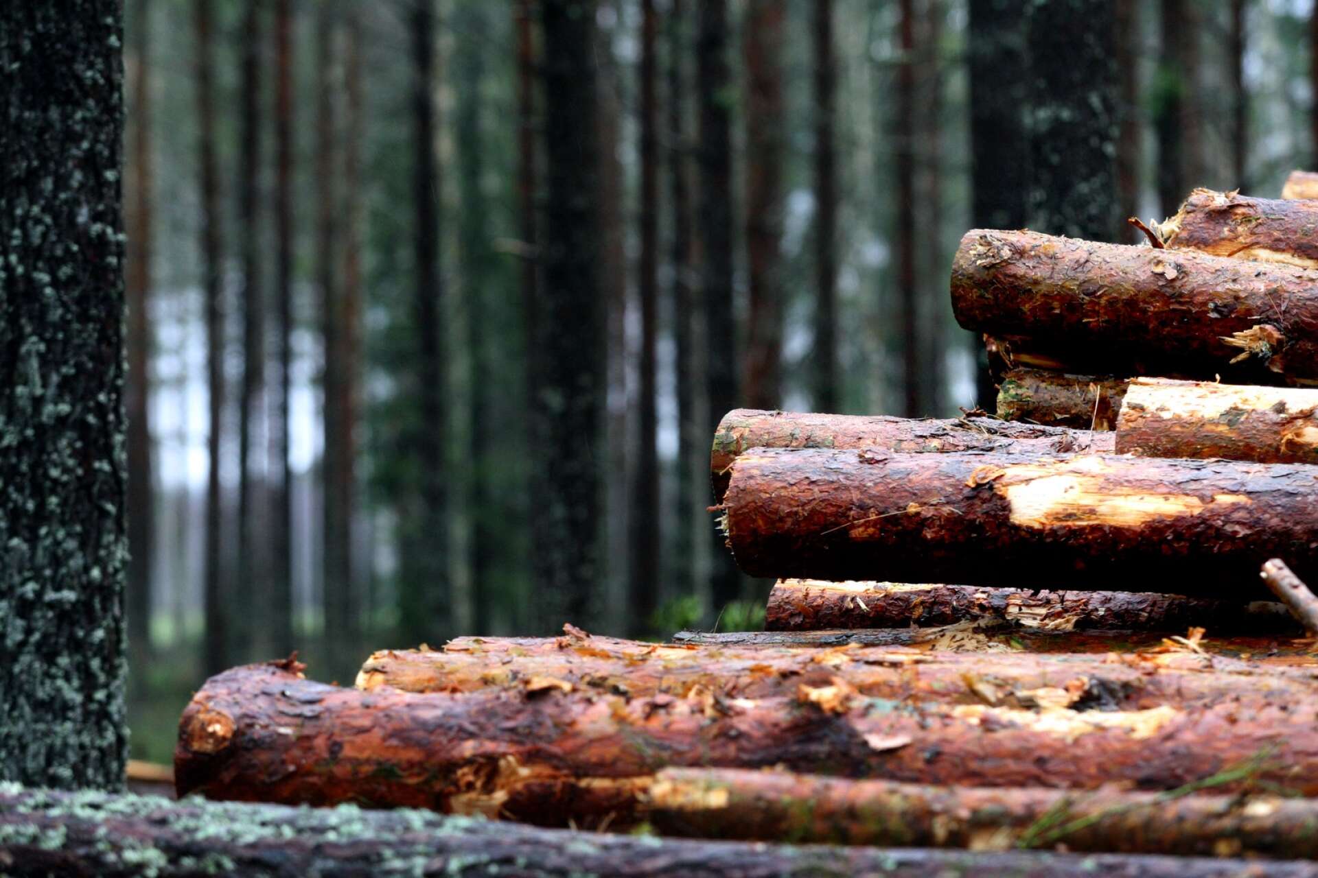 Svenska regionpolitiker med de värmländska i spetsen protesterar nu mot kommande EU-regler inom skogsbruket. 