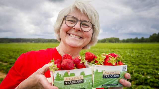 Så här röda och fina är inte jordgubbarna än, men till midsommar hoppas Anna Wilén på Ängebäcks gård att självplocket ska kunna komma igång.
