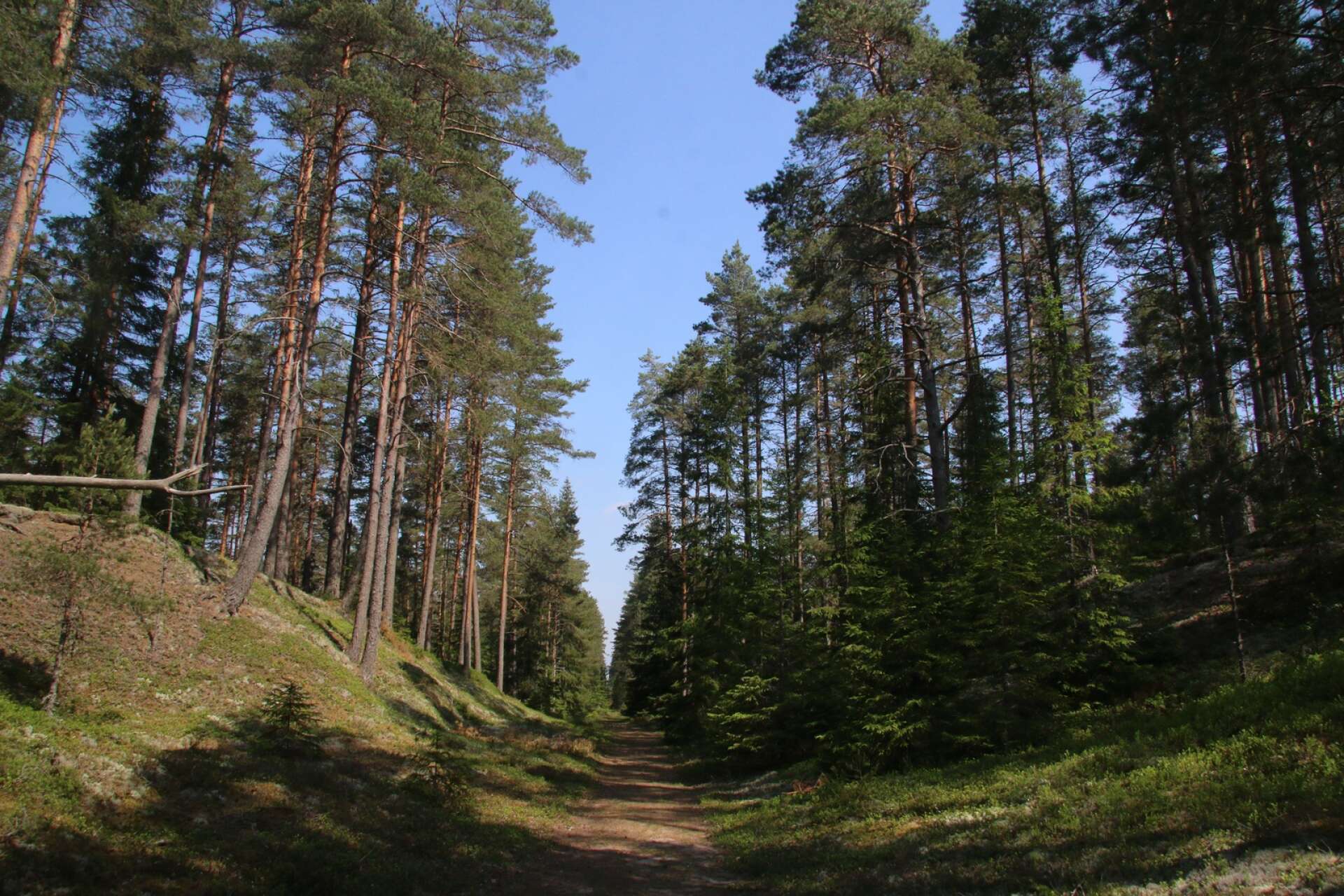 Brattforsheden innehåller olika typer av skog, en del skyddad, annan inte (arkivbild).