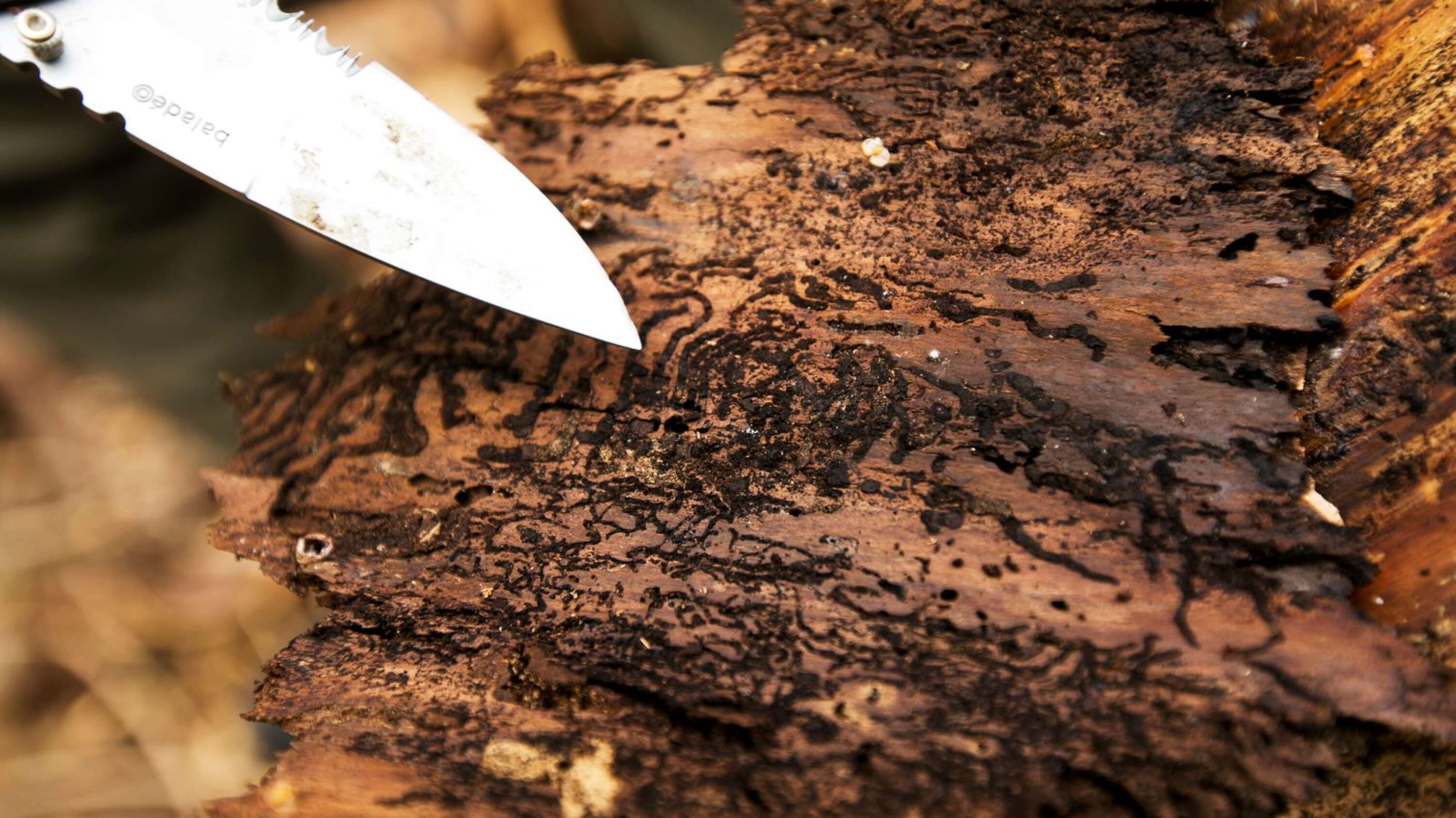 En frisk gran kan stå emot cirka 1000 barkborrar. Den här har fått ge upp och verkningarna är förödande.