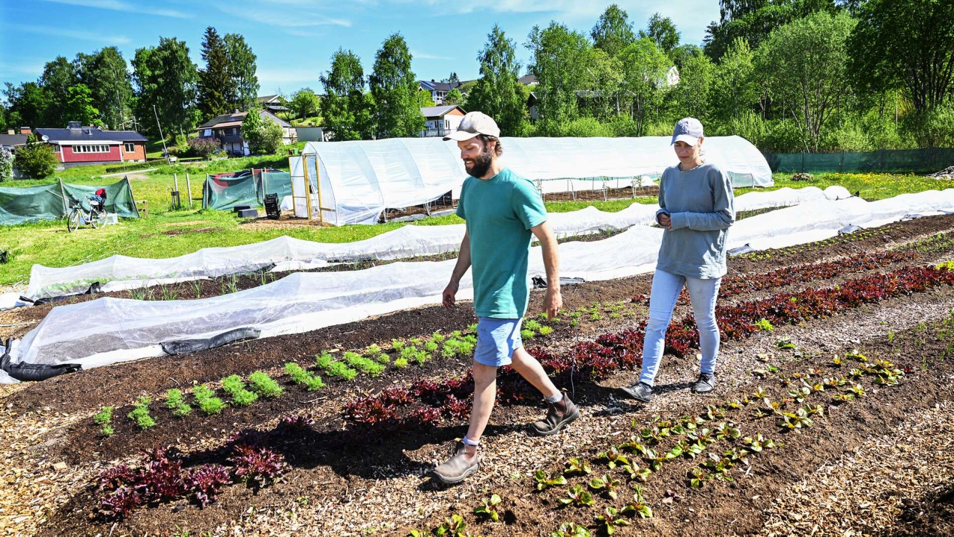 Marken intill hembygdsgården i Forshaga arrenderar paret av Forshaga kommun, och grönsakerna rönte redan under första säsongen stort intresse. Nu är de också med i Reko-Ringen i Karlstad.
