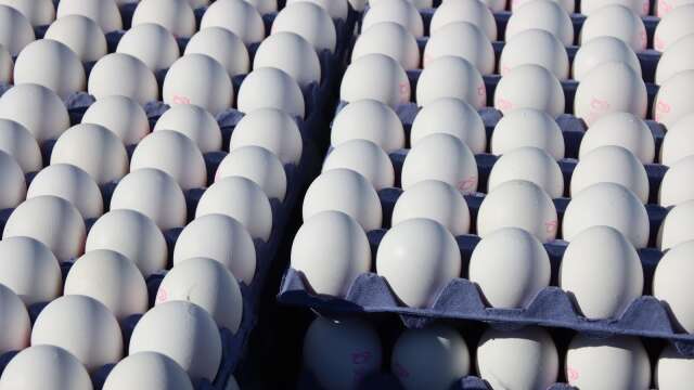 Sveriges största äggproducent har drabbats av salmonella. Genrebild.