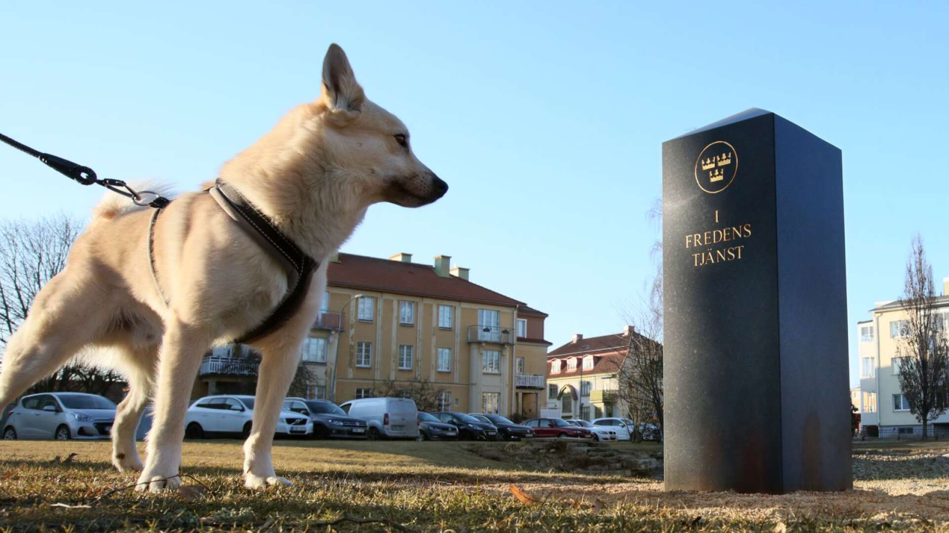 Att låta hundar kissa på minnesstenen i Örthagsparken är respektlöst. Så sker i stort sett dagligen menar FN-veteranen Jan-Olof Johansson som ryter till på hundägare. 