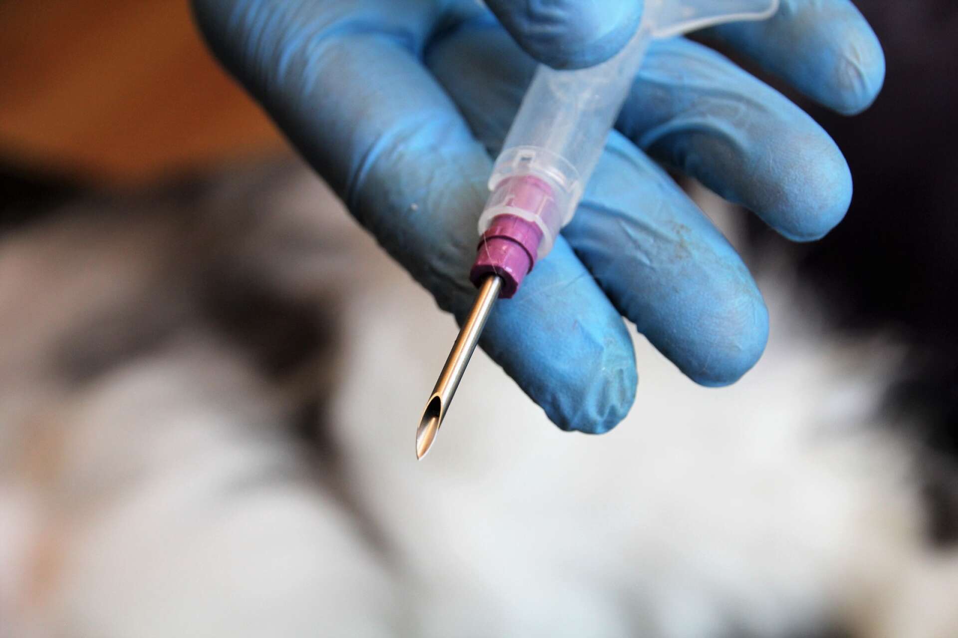 Chippet sätts med hjälp av en nål in under huden i kattens nacke