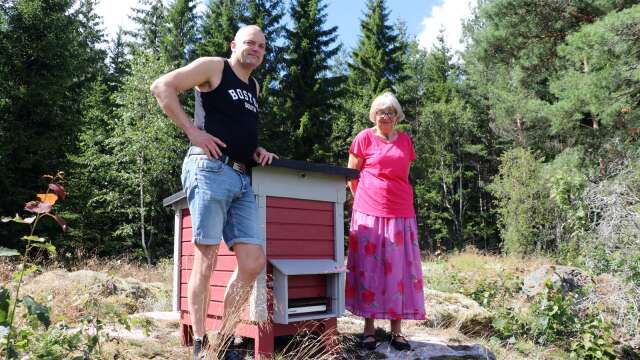 Ett samhälle med nordiska bin har flyttat in bakom grisarna vid Tollebols kvarn i Åmål. Tillsammans med Andreas Johansson i Larsbol ska Ellionor Moberg ta hand om dem. 