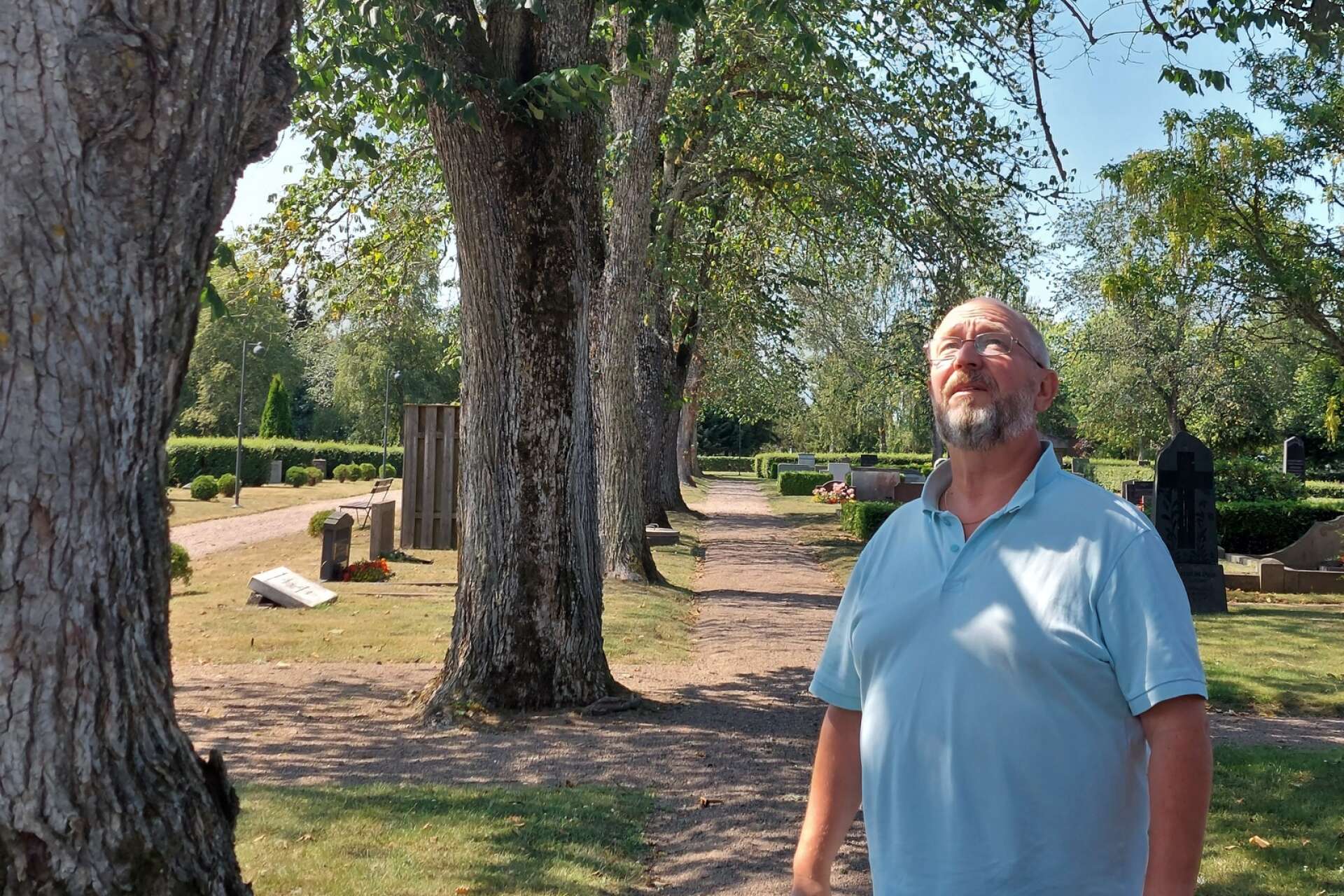 Kyrkogårdsmästare Glehnn Karlsson tvingas konstatera att man kommer att bli tvungen att ta bort en stor del av de gamla almarna.