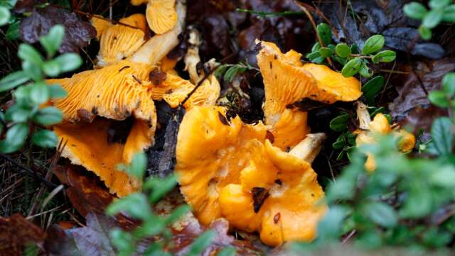 ”Även om vädret är avgörande så kan vi genom skogsskötseln faktiskt påverka både artrikedomen av svampar och hur många kantareller det finns att plocka i skogen” skriver insändarskribenterna. 
