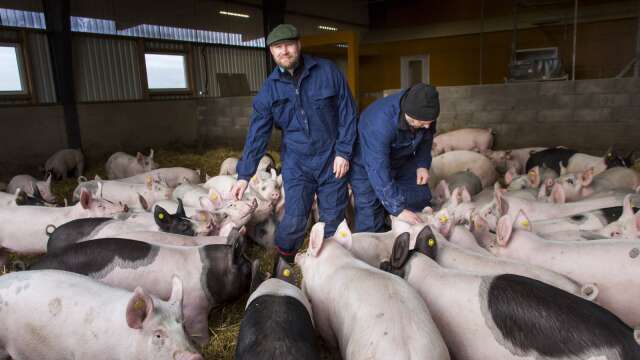 Mattias Eklund och Lars Johansson är grisbönder i Horn. Med tanke på den afrikanska svinpesten har man infört ännu strängare regler för passage in i svinstallarna.
