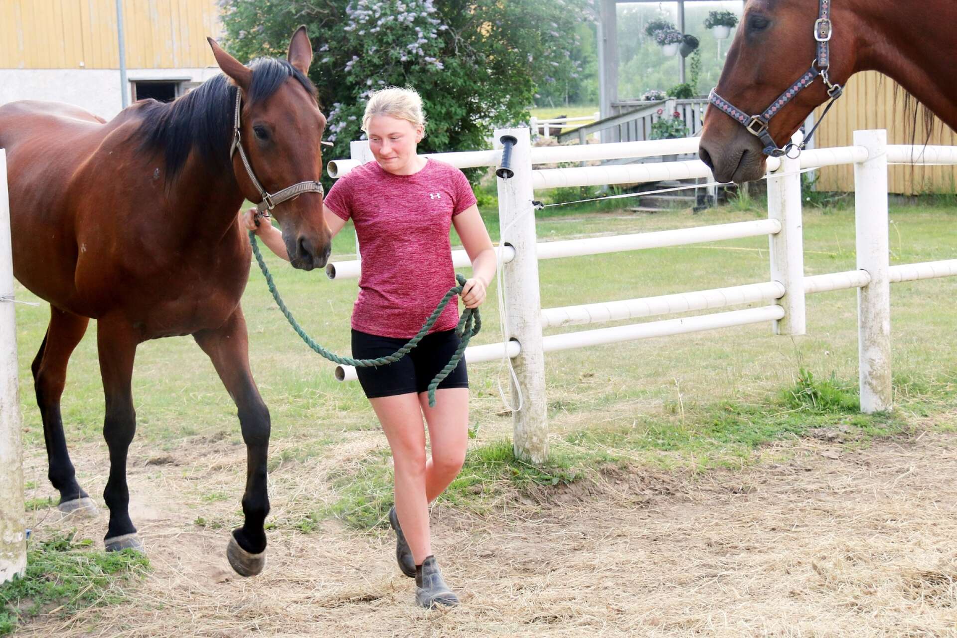 Julia Nilsson har hästen Diskoprinsen som den mest talangfulla hon tränar.