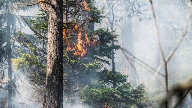 Att skogar brinner regelbundet är positivt för den biologiska mångfalden, skriver insändarskribenten.