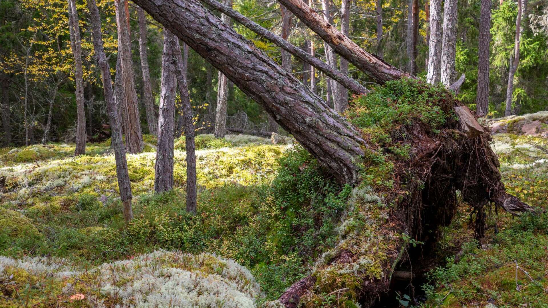 Skogsbruket orsakar brist på livsmiljöer för många arter som behöver gammal skog, gamla träd, grova träd eller död ved av olika slag, skriver Cecilia Boman Lindström och Jesper Johansson.