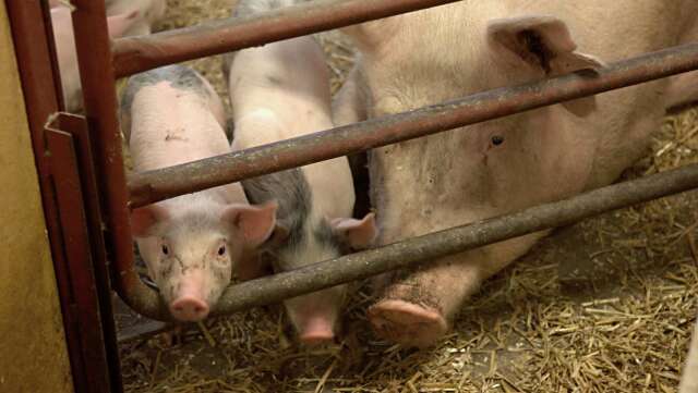 Insändarskribenten hoppas att djurfabriker av olika slag inom kort förpassas till ”historiens skräphög”.