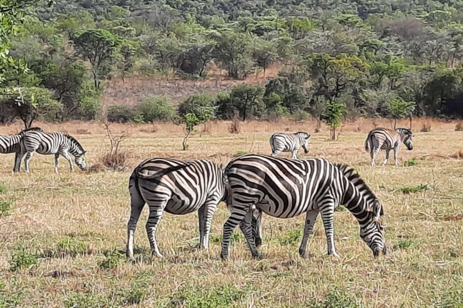 Fridfullt betande zebror fångades på bild under en av safariturerna.