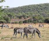 Fridfullt betande zebror fångades på bild under en av safariturerna.