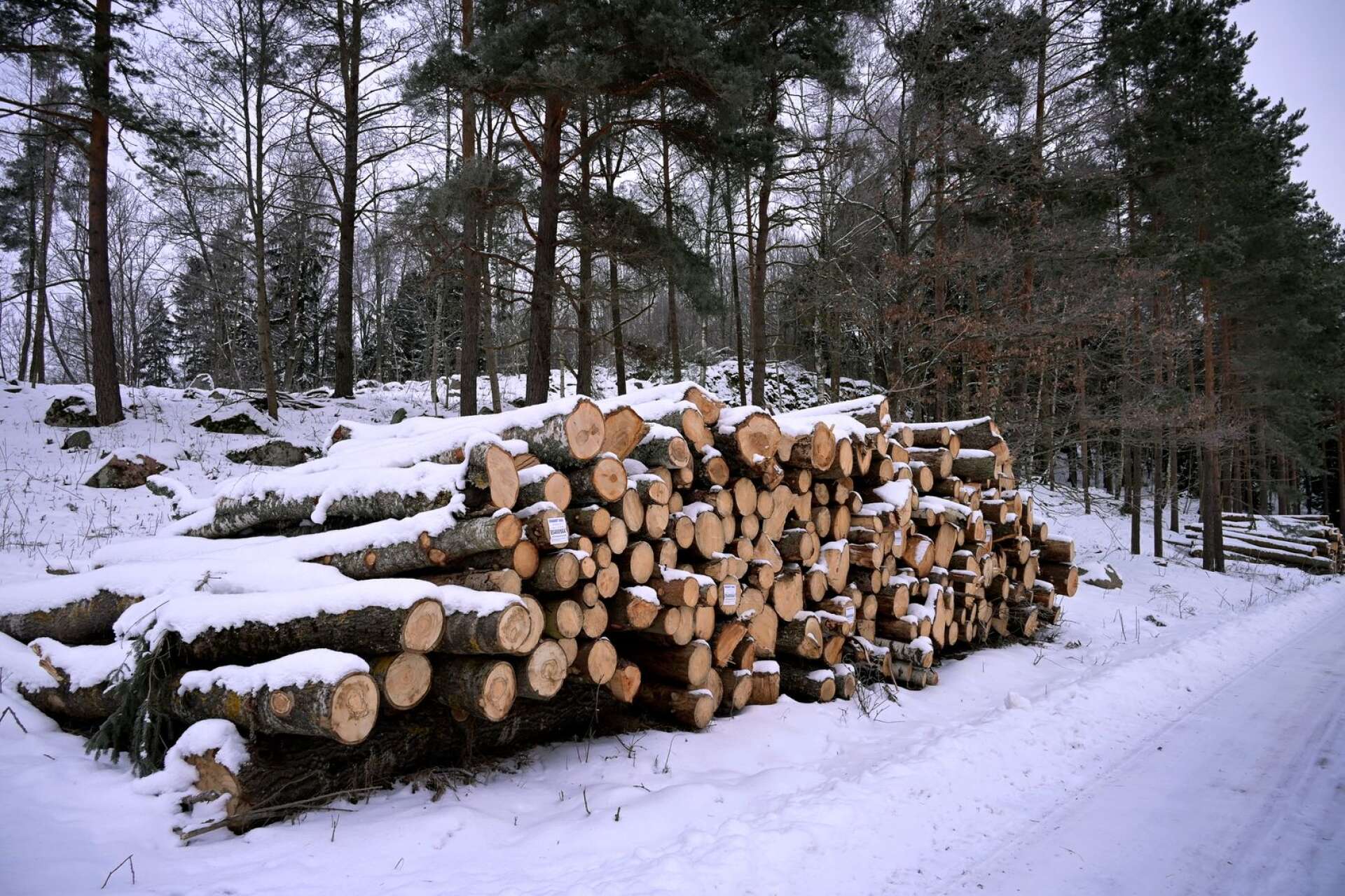 Moderaterna vill stärka äganderätten för Sveriges skogsägare. Det är helt avgörande för ett hållbart skogsbruk. Det man äger, vårdar man, och det har Sveriges skogsägare länge visat att de kan, skriver John Widegren, Pål Jonson och Marléne Lund Kopparklint.