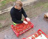 Gustaf Ivarsson ser till så att det är lika mycket jordgubbar i varje låda. 