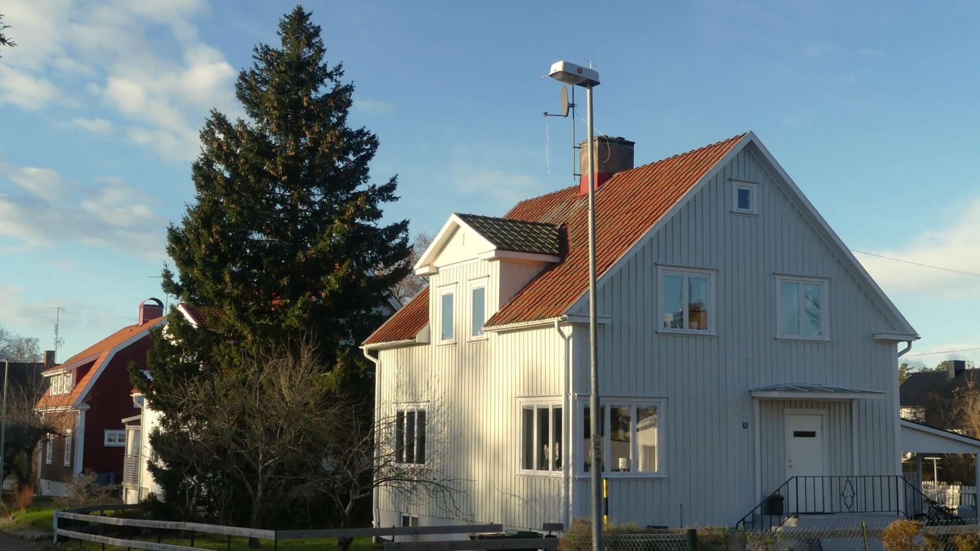 Åmåls torggran 2023 hämtas från Steckseniigatan.