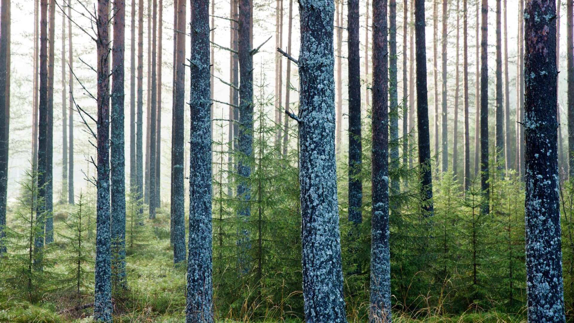 Johanna Lindegaard, Klimatsvaret CCL - Sverige, menar att vi måste vara rädda om de svenska skogarna för att rädda den biologiska mångfalden.