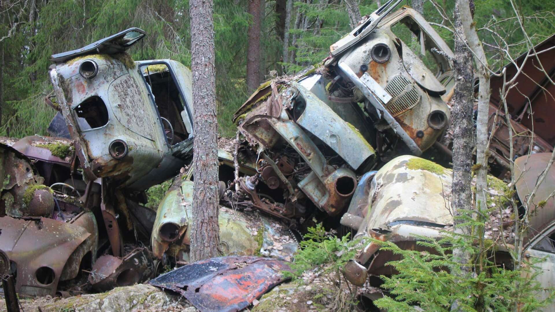 Tusentals bilar som är &quot;döda&quot;, men får en känsla av liv när naturen tagit dem som sina. Man kan lätt se något trollaktigt över skrotbilarna i den John Bauerska skogen.
