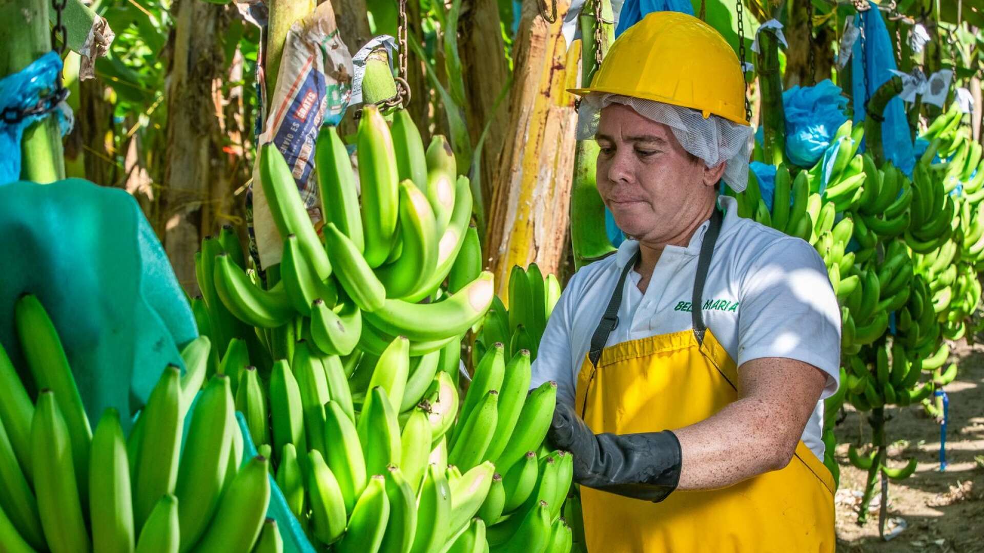 Genom att välja Fairtrade-märkta bananer kan vi bidra till att odlare får en ersättning som det faktiskt går att försörja sig på, skriver Hewan Temesghen.