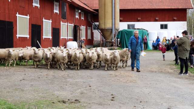 I lördags var det fårsläpp hos Bredsjö mjölkfår i Bredsjö. Lars Göran Staffare fick hjälpa några av fåren på traven men snart var hela flocken samlad i hagen, på grönbete igen efter en lång vinter.