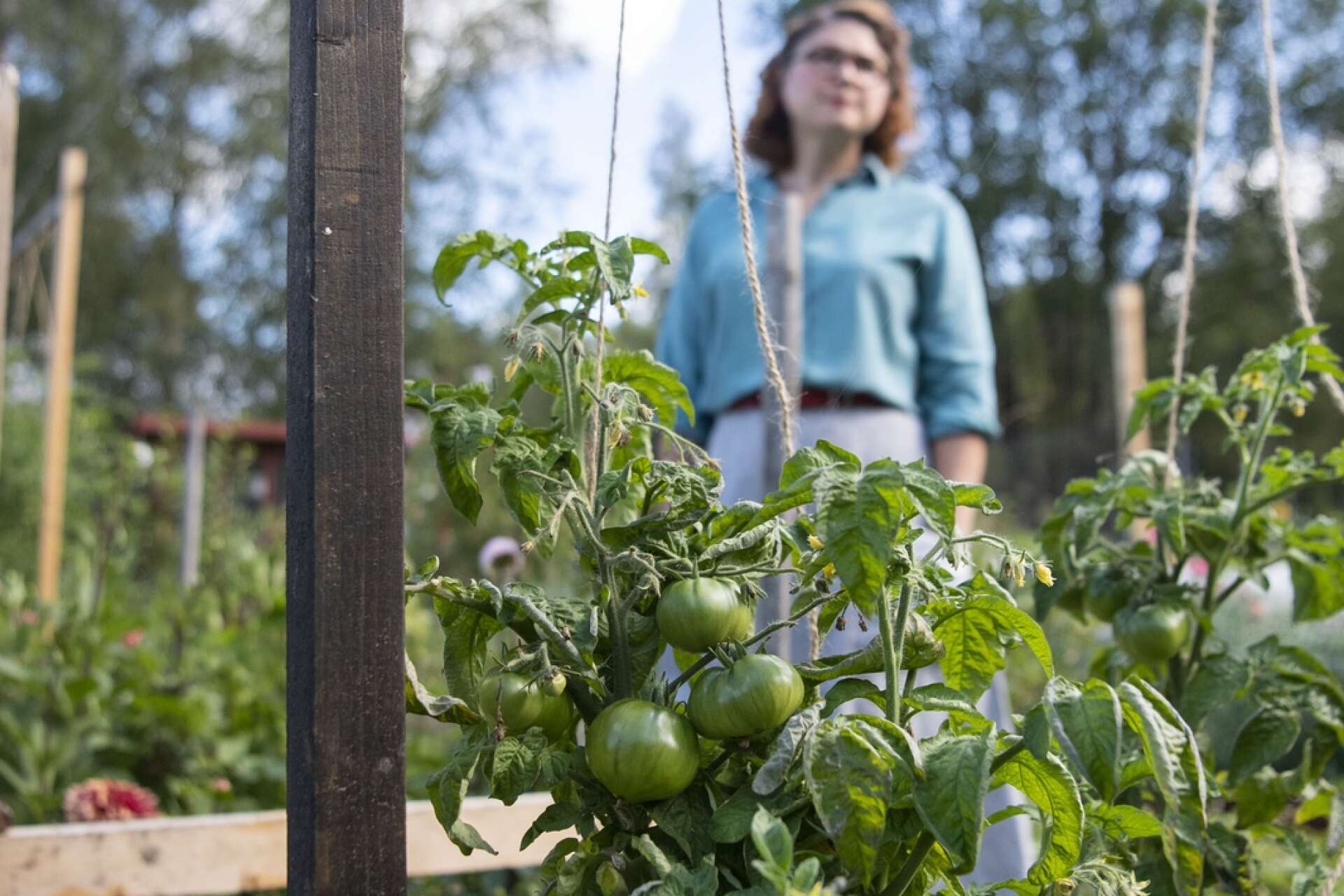 Genom Dwarf Tomato Project kan man odla stora tomater på låga plantor.