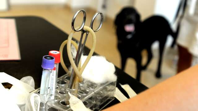 Länsstyrelsen ansåg att hunden i Degerfors var i behov av vård. Ägaren har nu fått ett föreläggande om att ta hunden till veterinär.