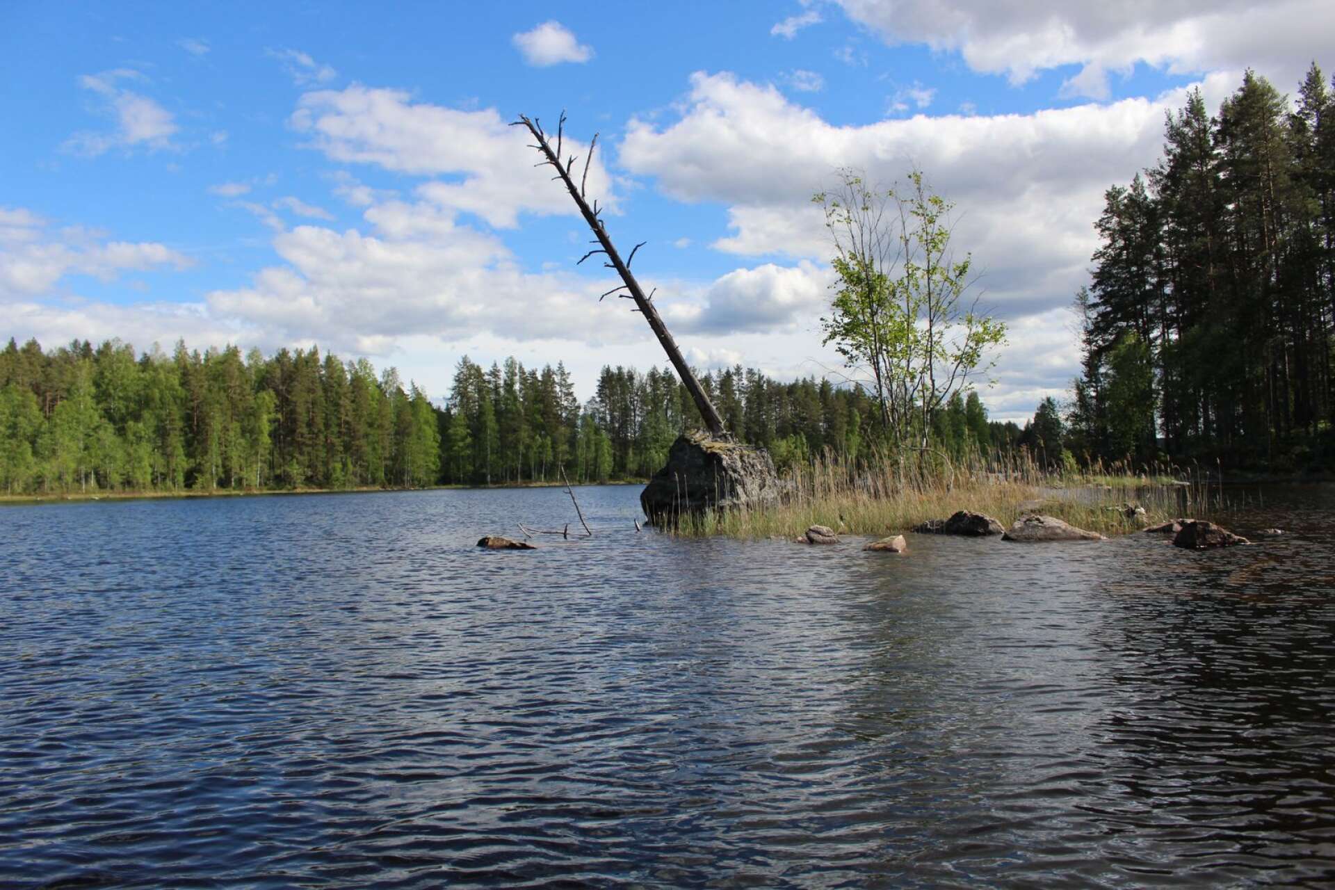 Från kanoten kan du uppleva naturen på nära håll.
