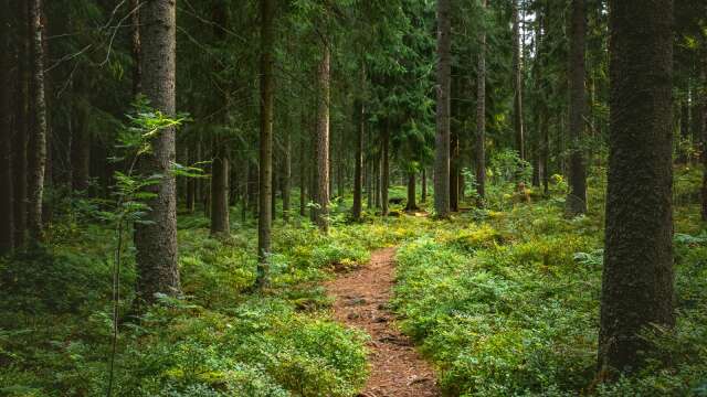 Andelen skog i Västra Götaland som skogsägare frivilligt har avsatt för naturvårdsändamål ökar. 