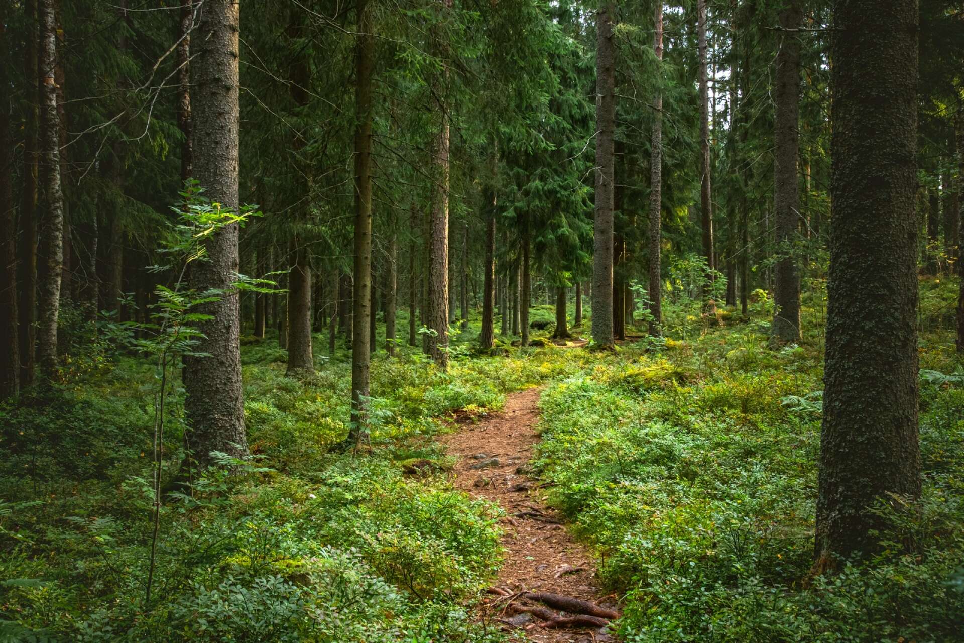 Skogsbruket i Västra Götaland spelar en viktig roll i den gröna omställningen, menar insändarskribenten.