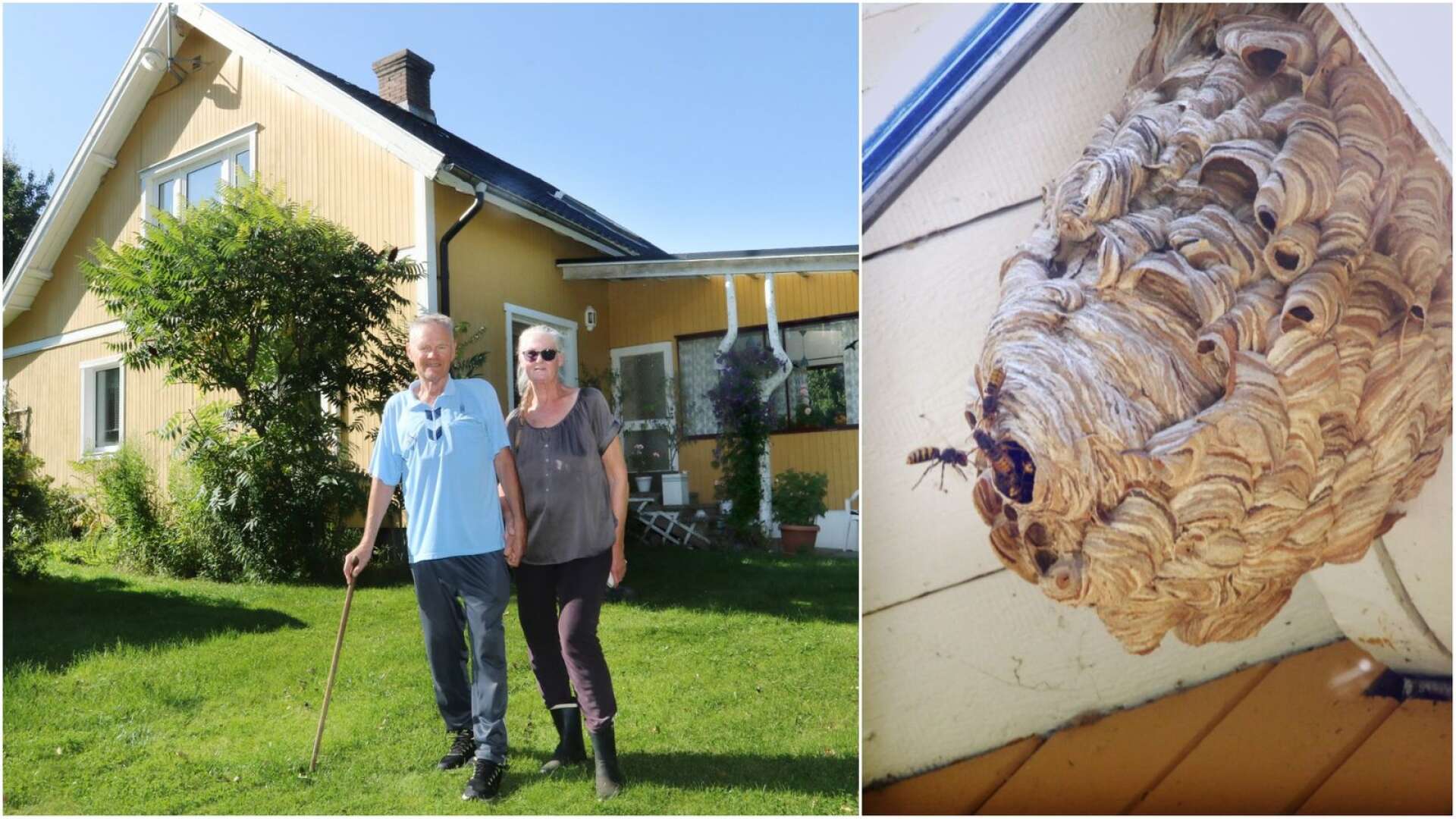 Bo Lindqvist och Annette Pettersson i Prästkila har ett bålgetingsbo stort som en kebabstock under taknocken. Fotokollage
