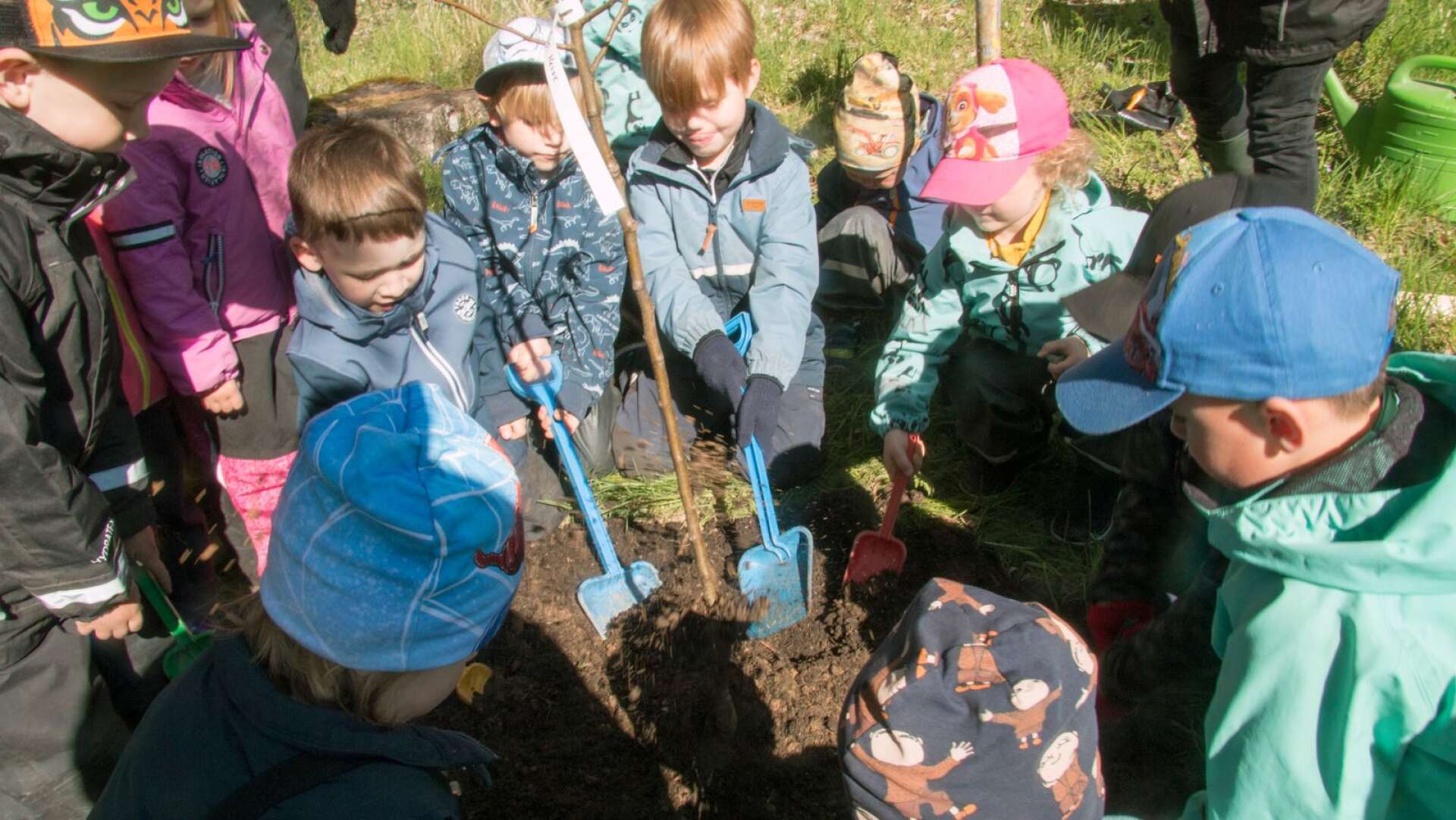 Barnen på förskolan Tallbacken i Degerfors fick plantera ett päronträd på måndagsmorgonen. 