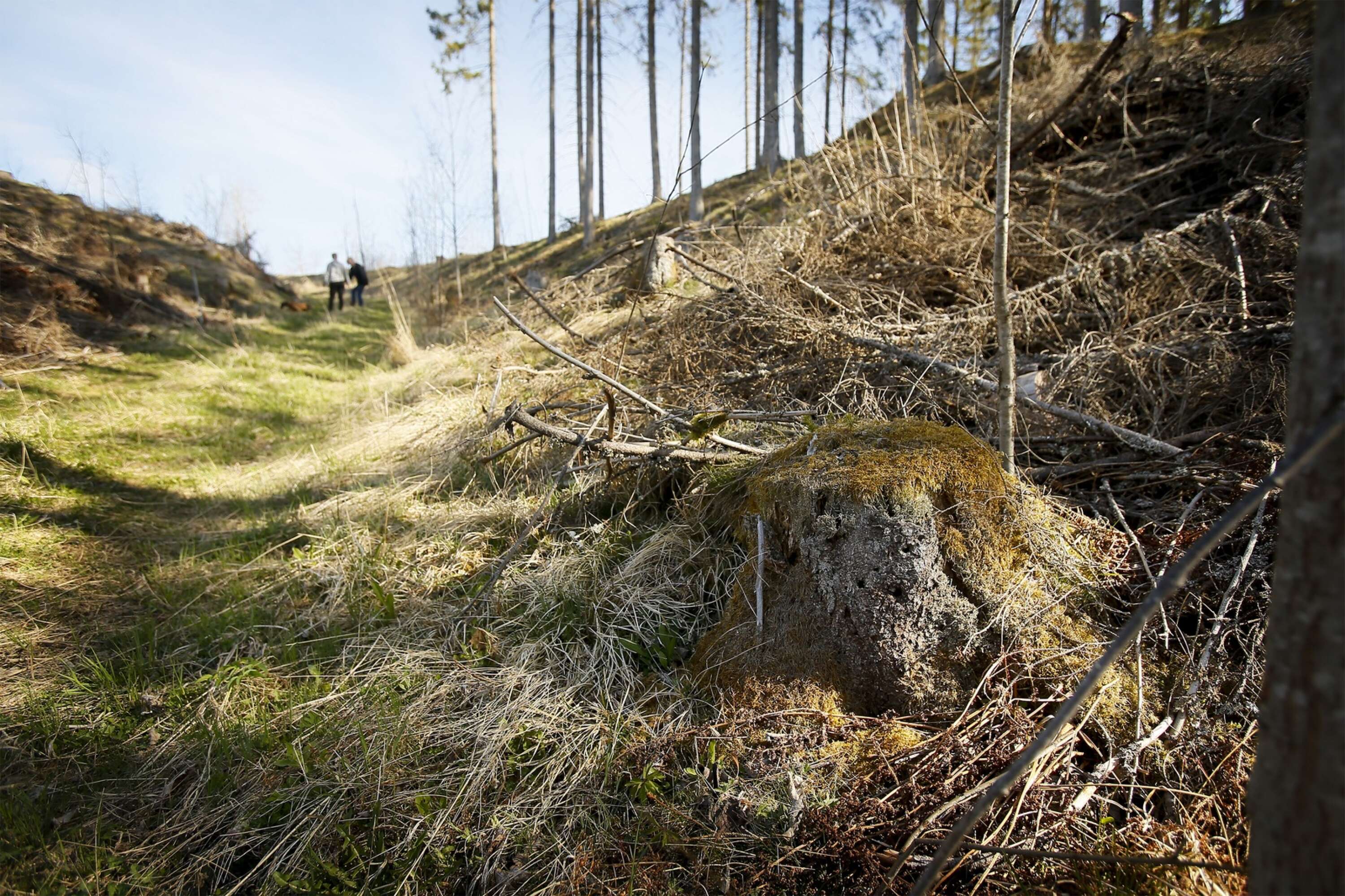 Kils kommun högg ned Anders Carlssons skog för att skapa en väg för maskinerna. Ingen ersättning har betalats för virket ännu eftersom frågan är en del av de pågående förhandlingarna.