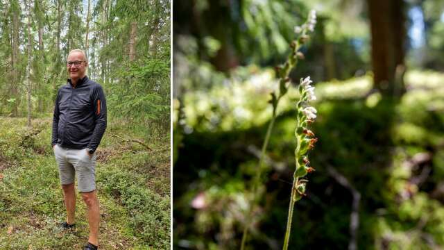 Den fridlysta orkidén knärot satte stopp för bygget av det nya högstadiet på Hammarö i våras