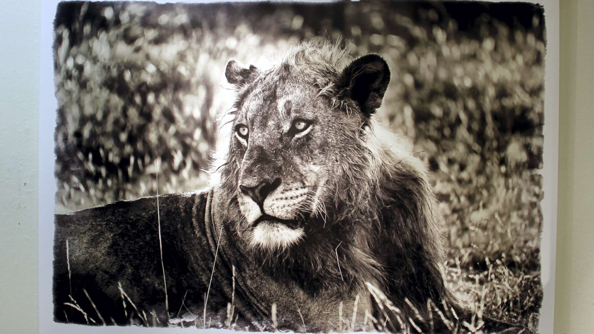 Bengt Bjurströms foto av ett lejon. 