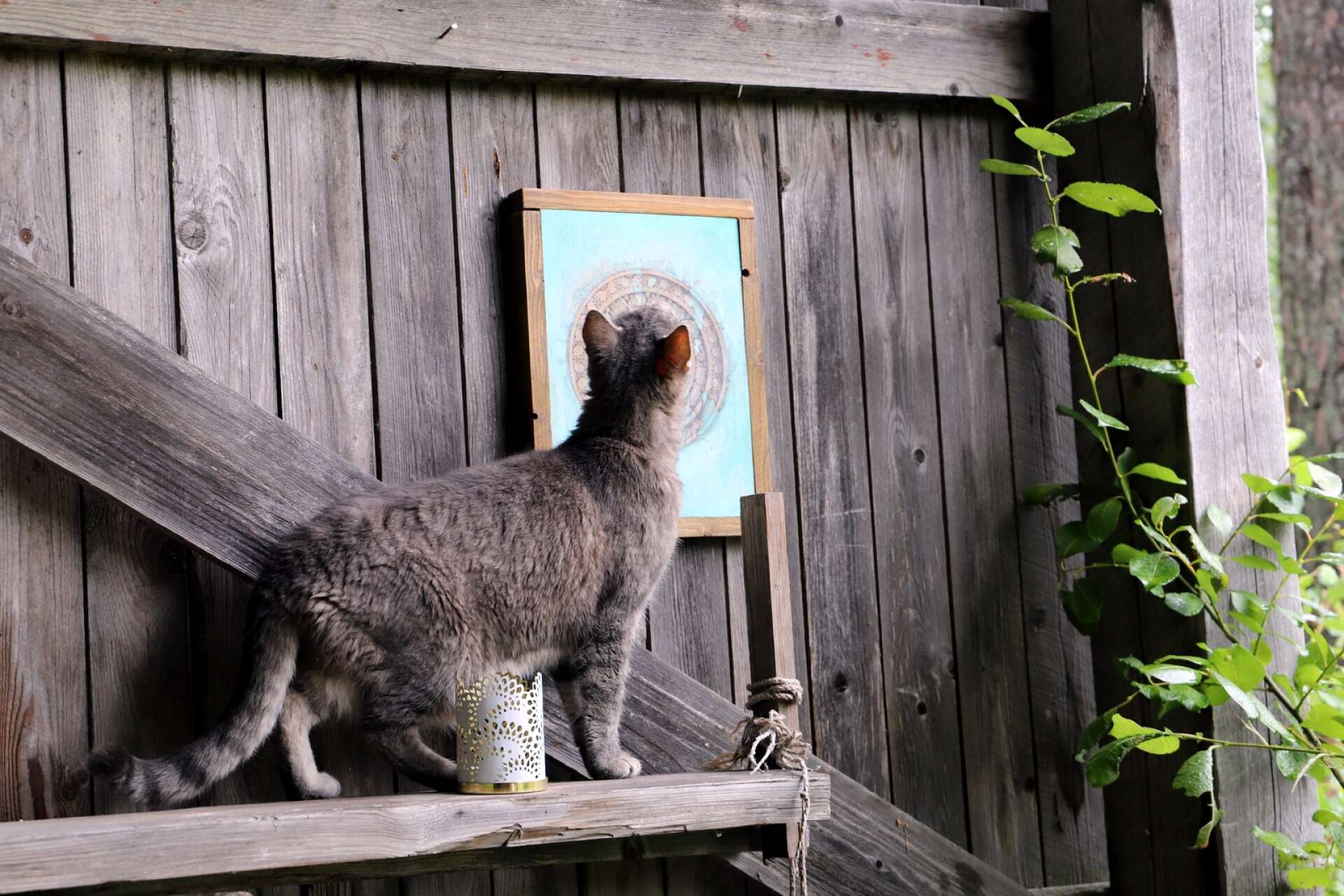 Katten Holy trivs också på landet. Här bekantar han sig med en av mattes målningar.
