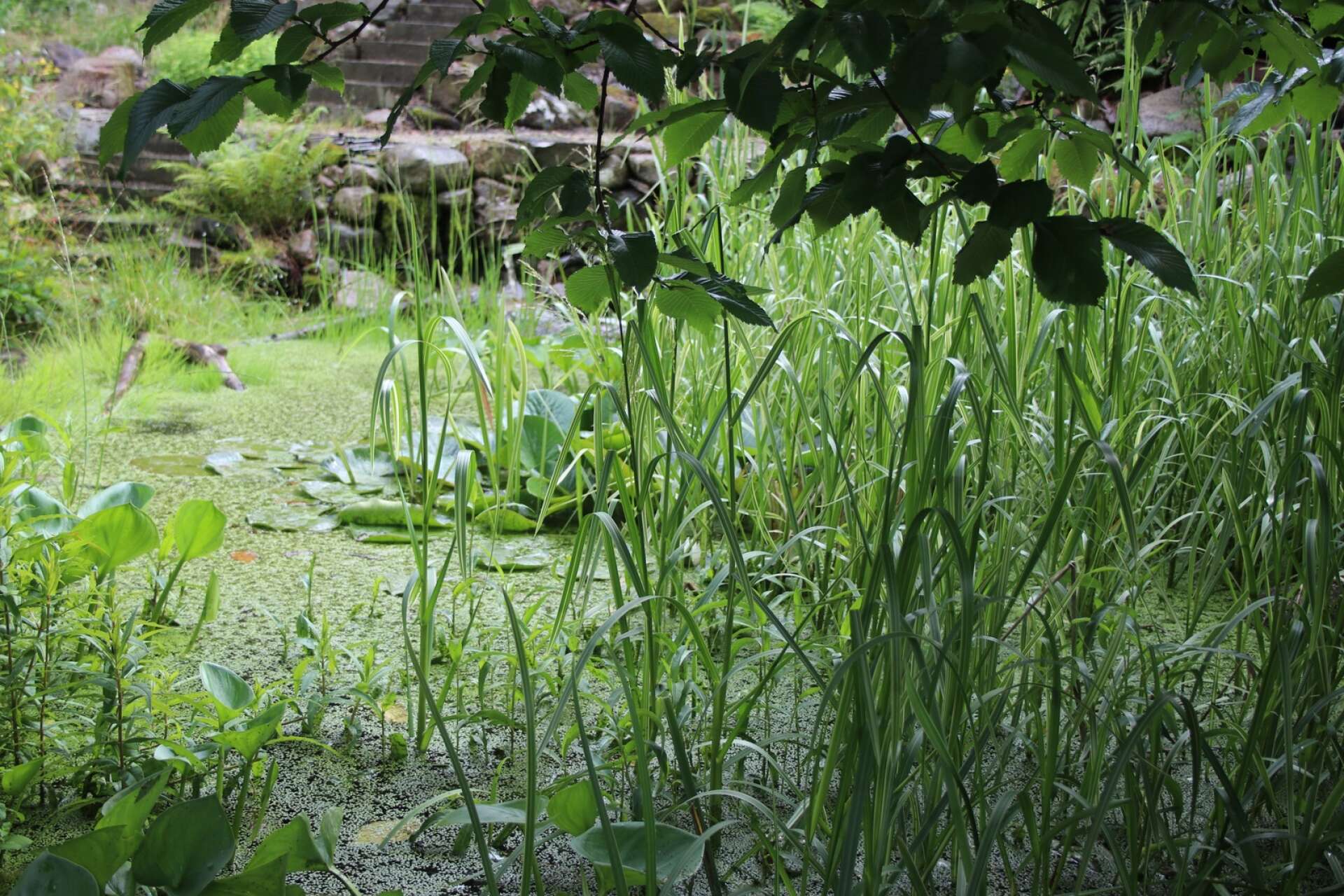 I trädgården finns det flera dammar där bland annat grodor och snokar trivs och som har ett naturligt tillflöde genom en bäck som går genom hela tomten. 