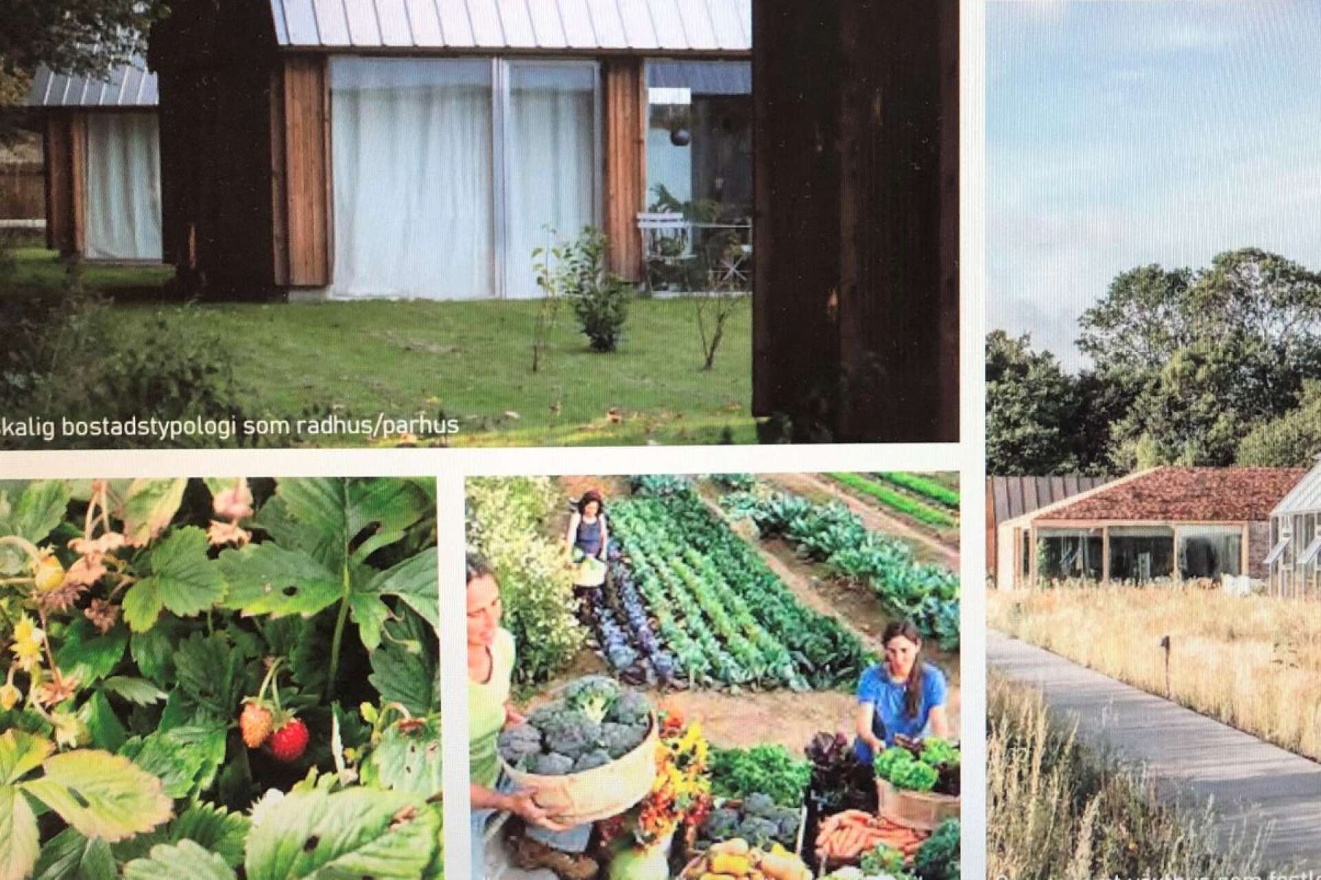 Växthus och odlingar planeras det för mellan bostadsområdena.