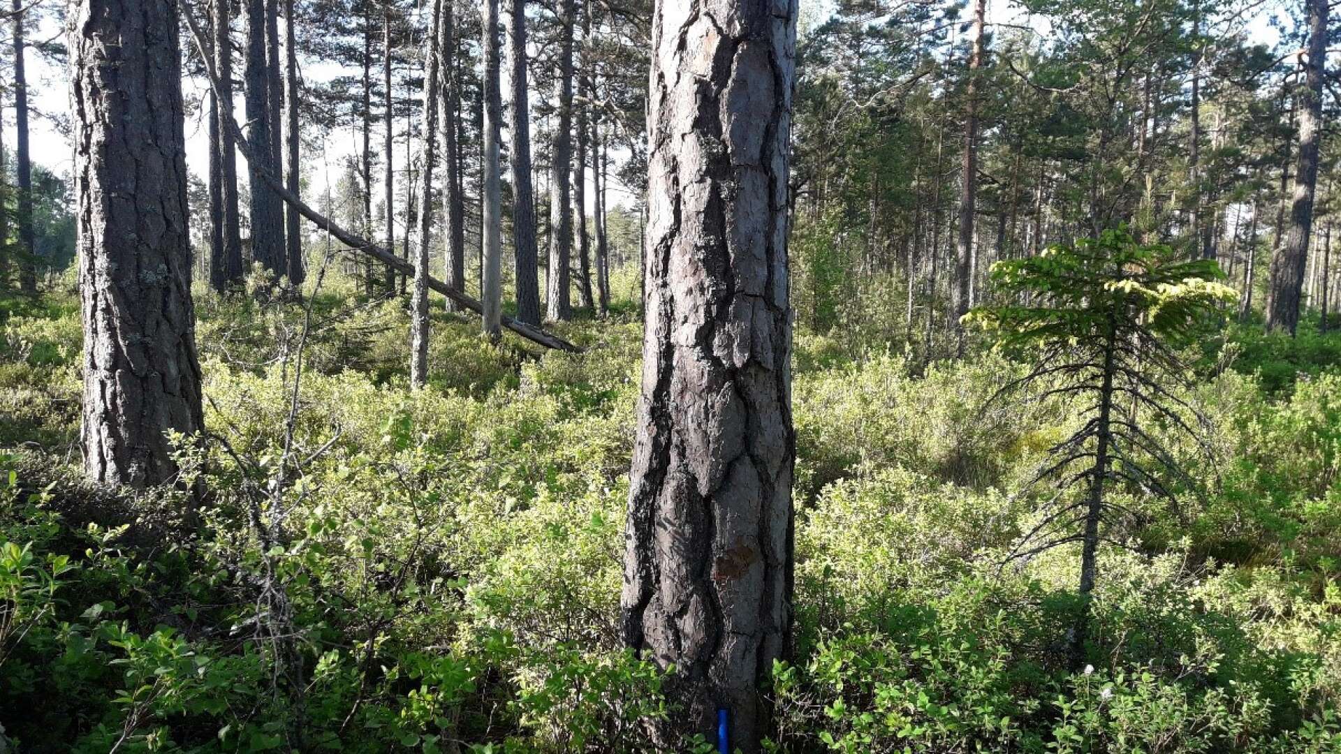 230 år gammal tallskog i Säffle kommun. 