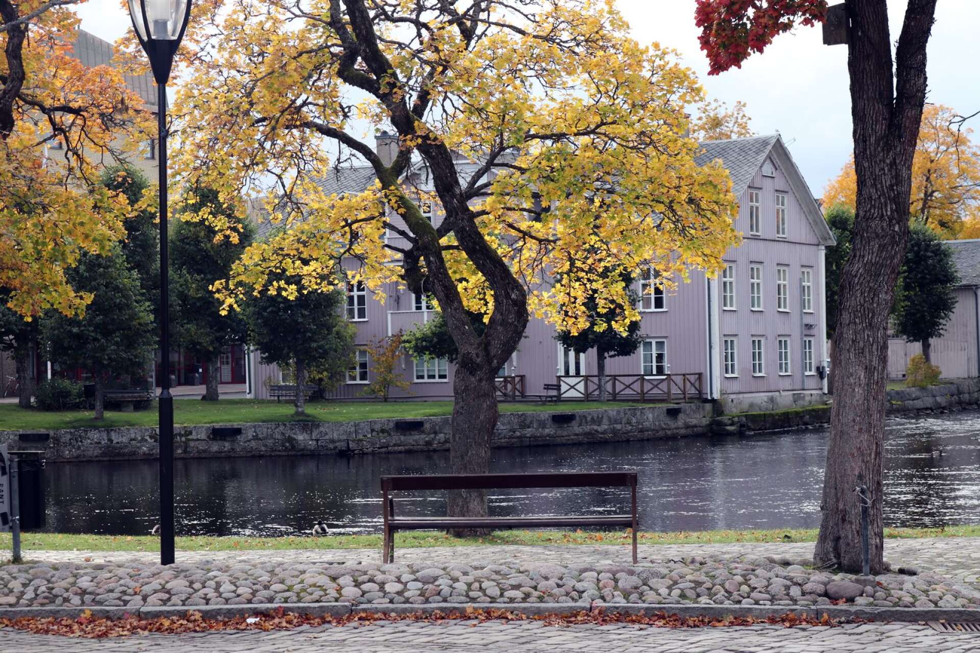 Träden är ett viktigt inslag i stadsbilden i Filipstad.