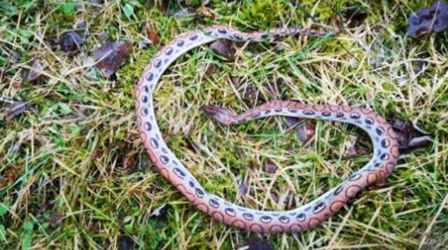 Det var den här ormen som Olle Nilssons katt kom hem med till huset i Gunnerud, Östra Ämtervik.