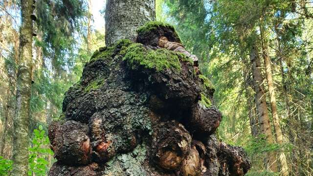 En björk som står på Kroppefjäll har av Skogssällskapet utsetts till Dalslands knasigaste träd.