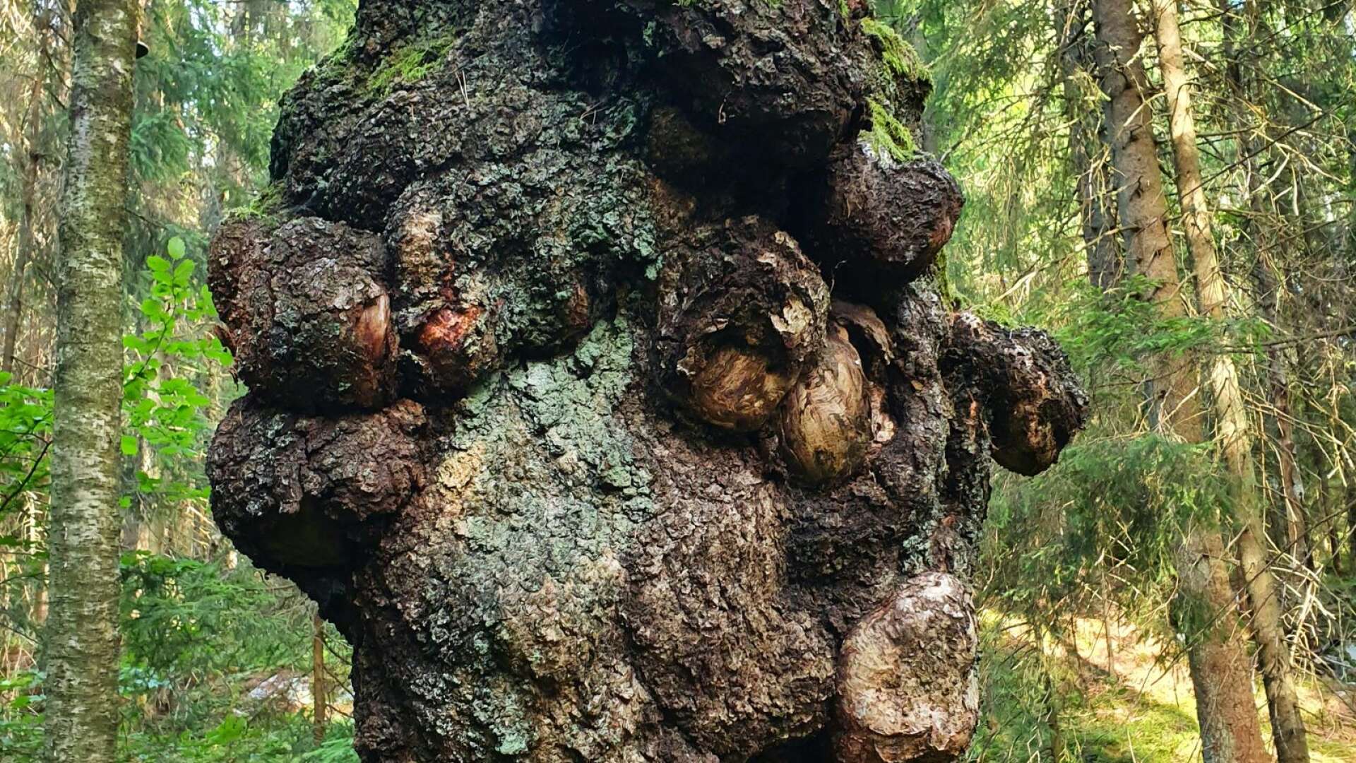 2022 års konstigaste träd i Dalsland. Denna björk med den enorma utväxten har hittats på Kroppefjäll.